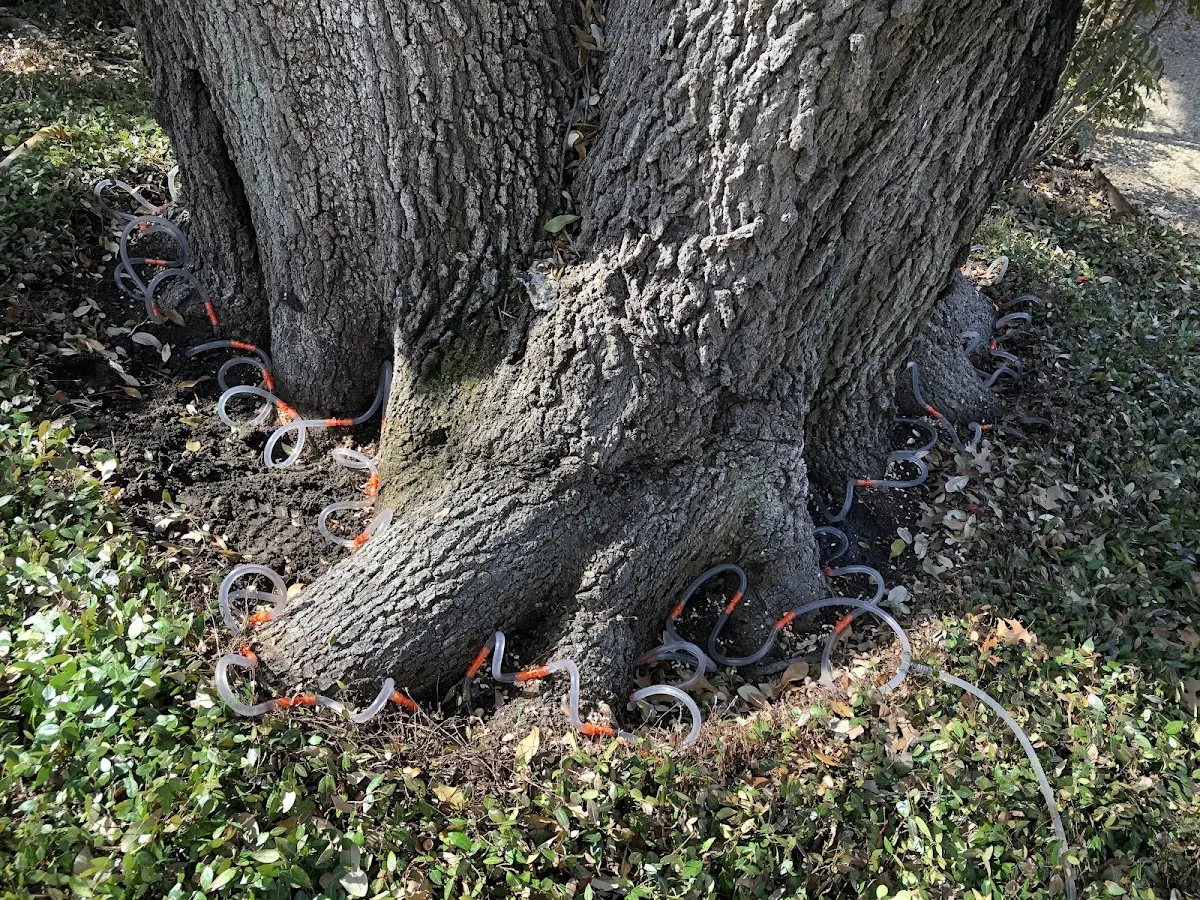 Detailed Tree Cabling and Bracing job site in Odum