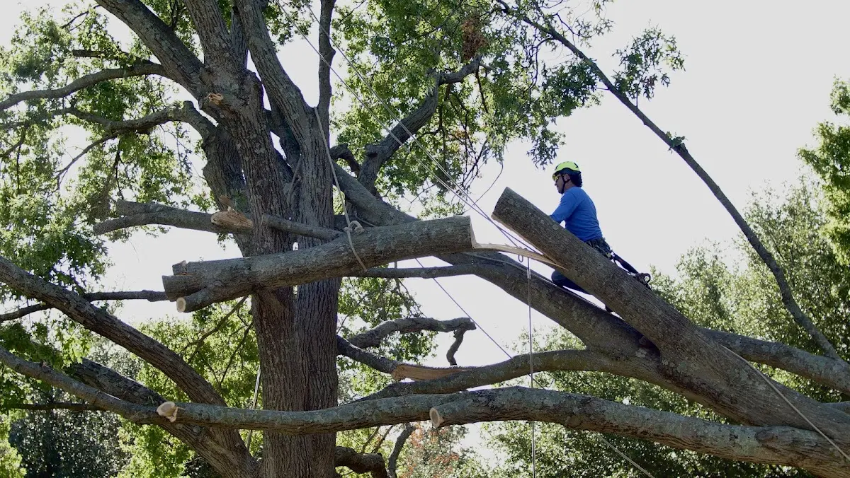 Professional Crown Thinning performed by certified arborists in Odum